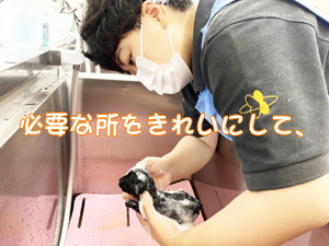 定期シャンプーでいつも清潔！